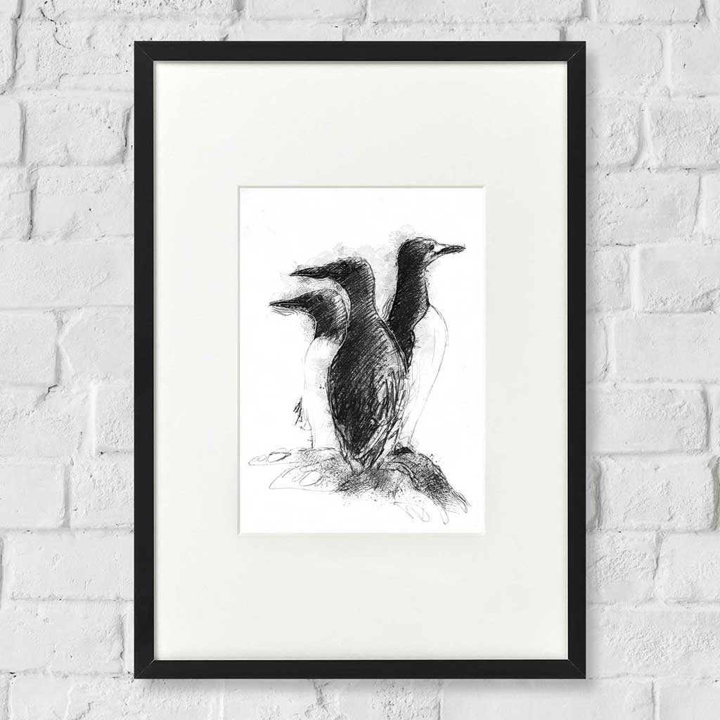 Guillemot
