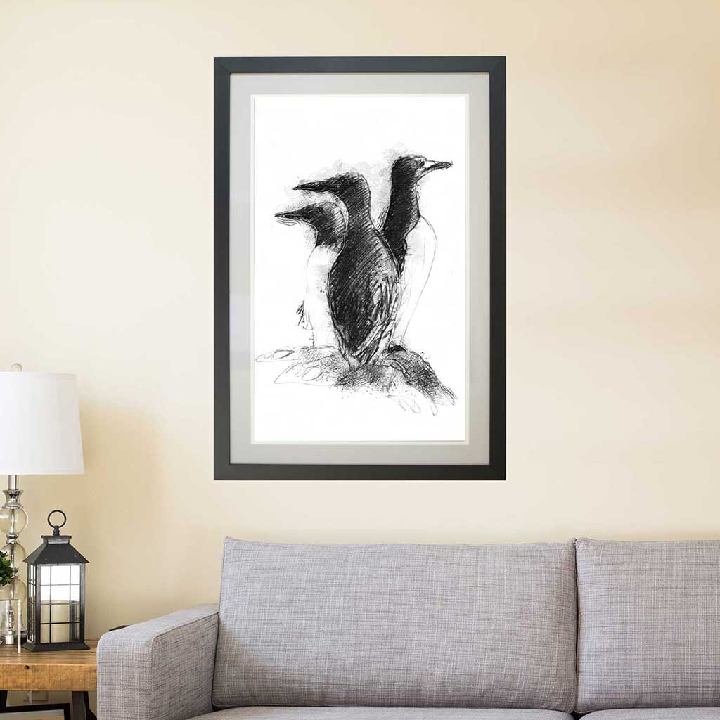 Guillemot