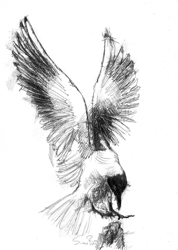 Black head gull
