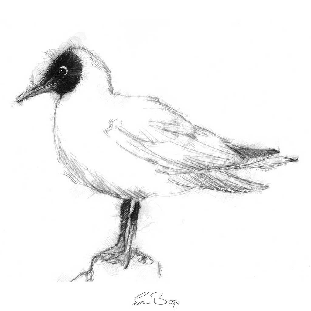 Black headed gull