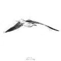 Sea gull