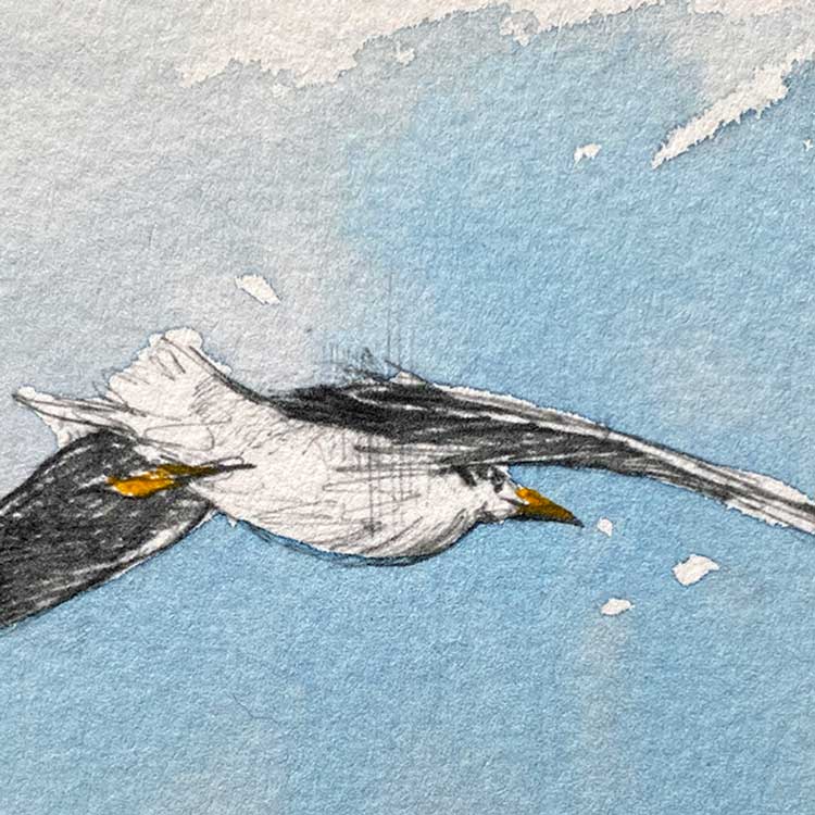 Seagull original mini sketch