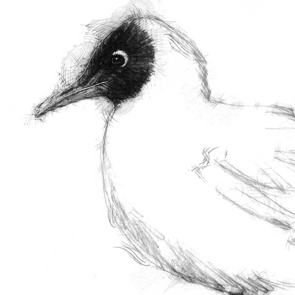 Black headed gull