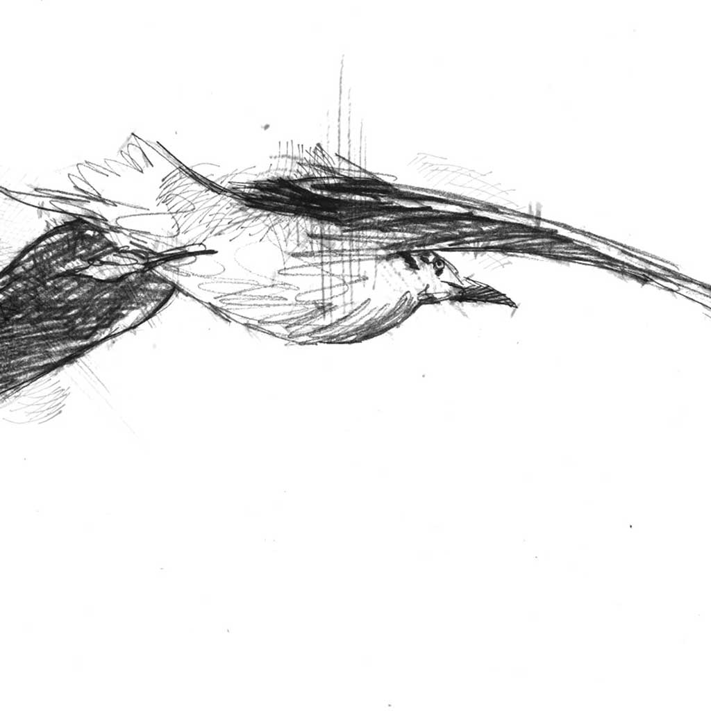 Sea gull