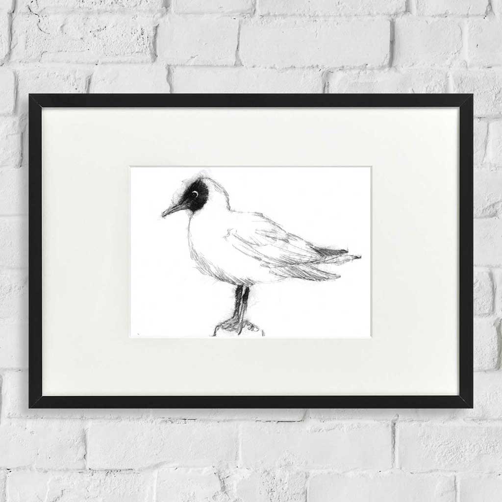 Black headed gull