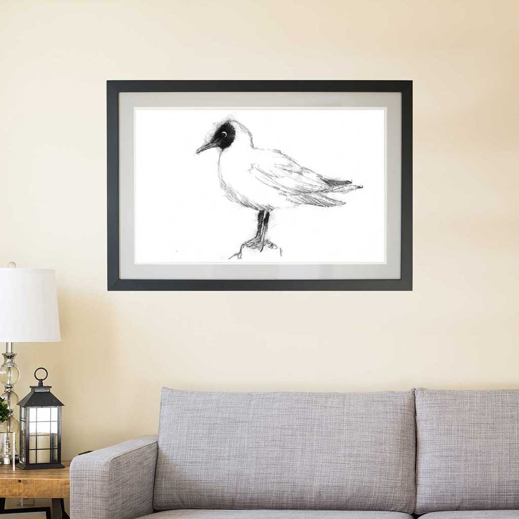 Black headed gull