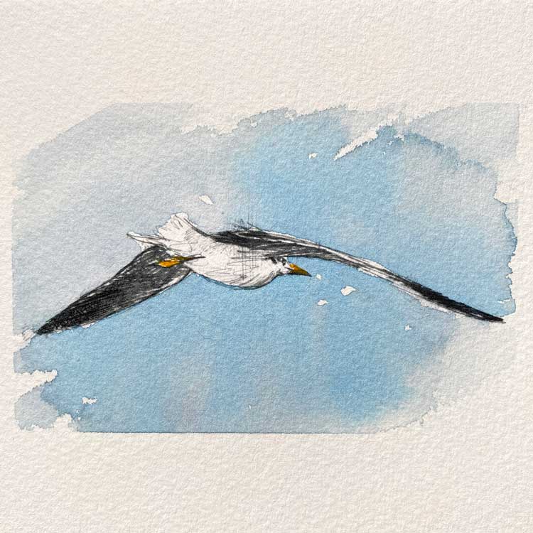 Seagull original mini sketch
