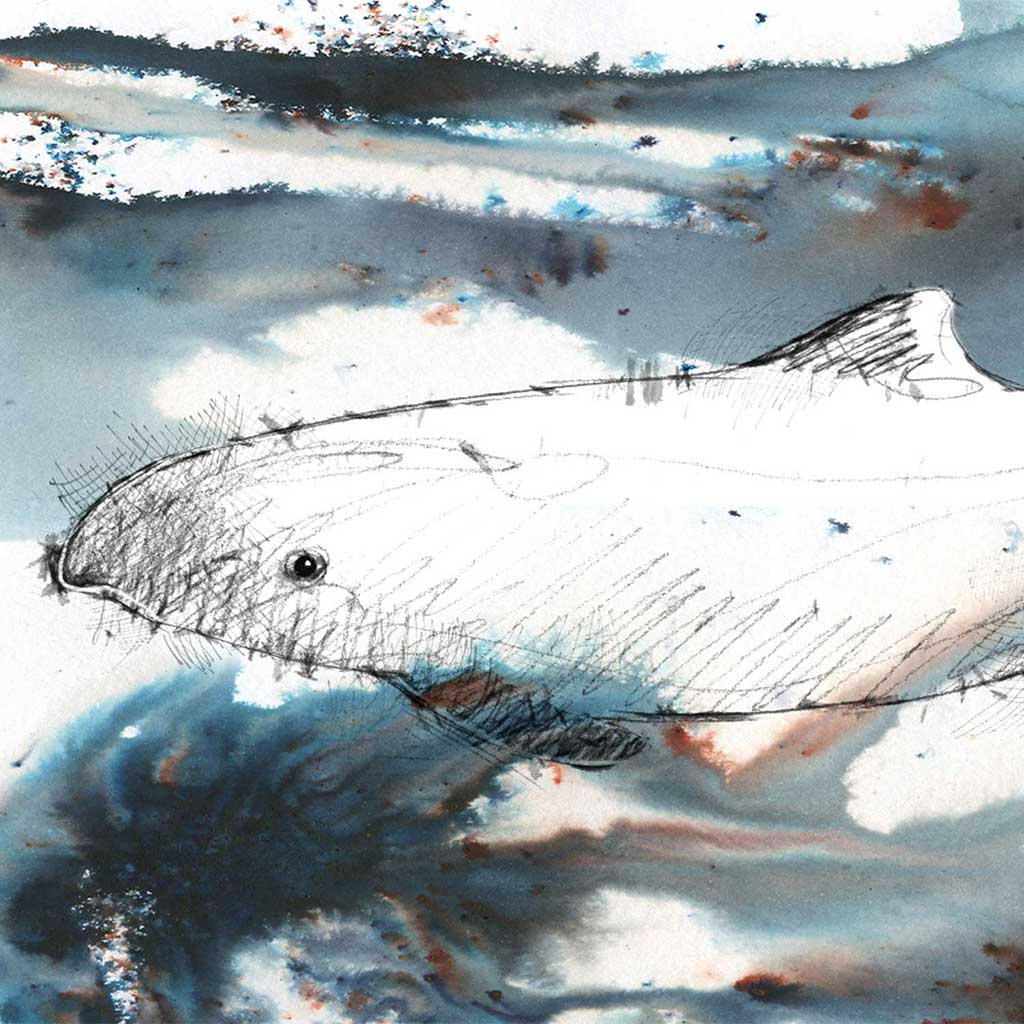 Harbour dolphin