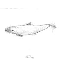 Harbour dolphin