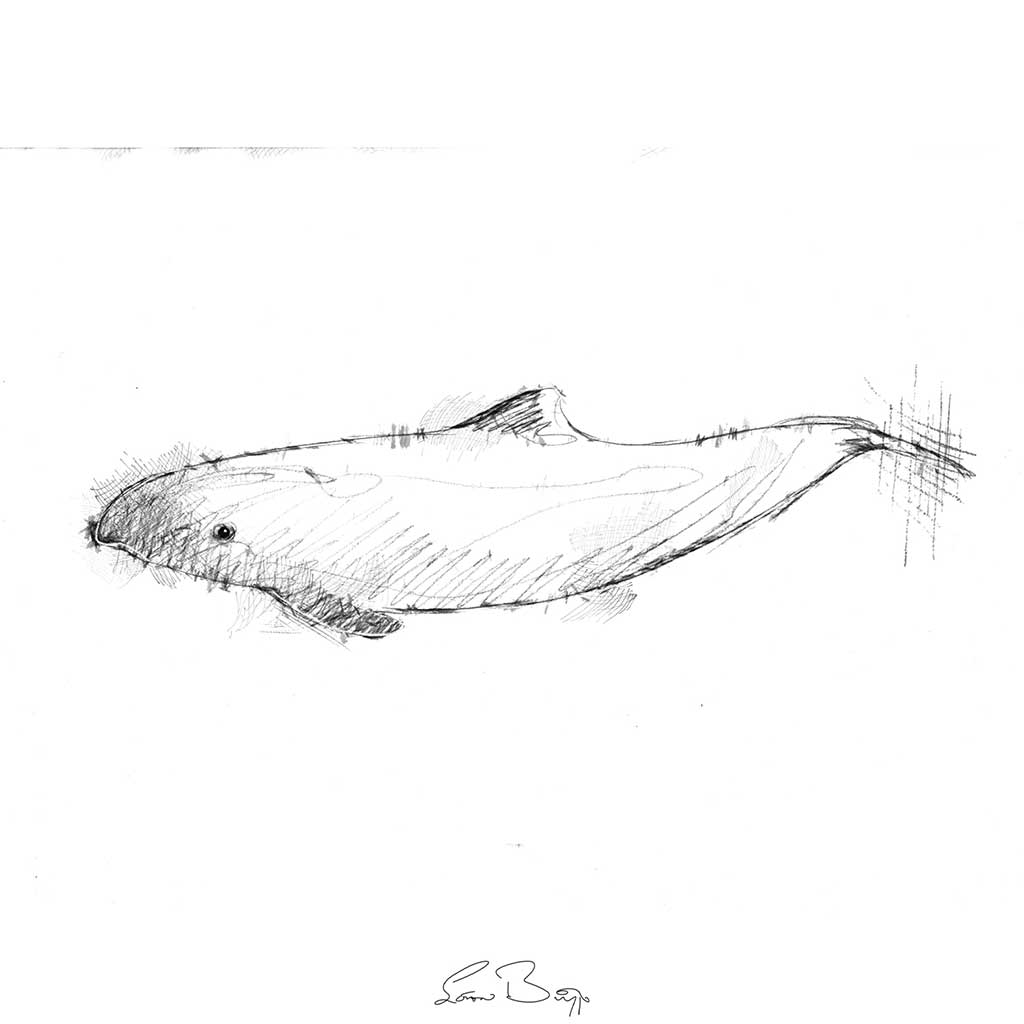 Harbour dolphin