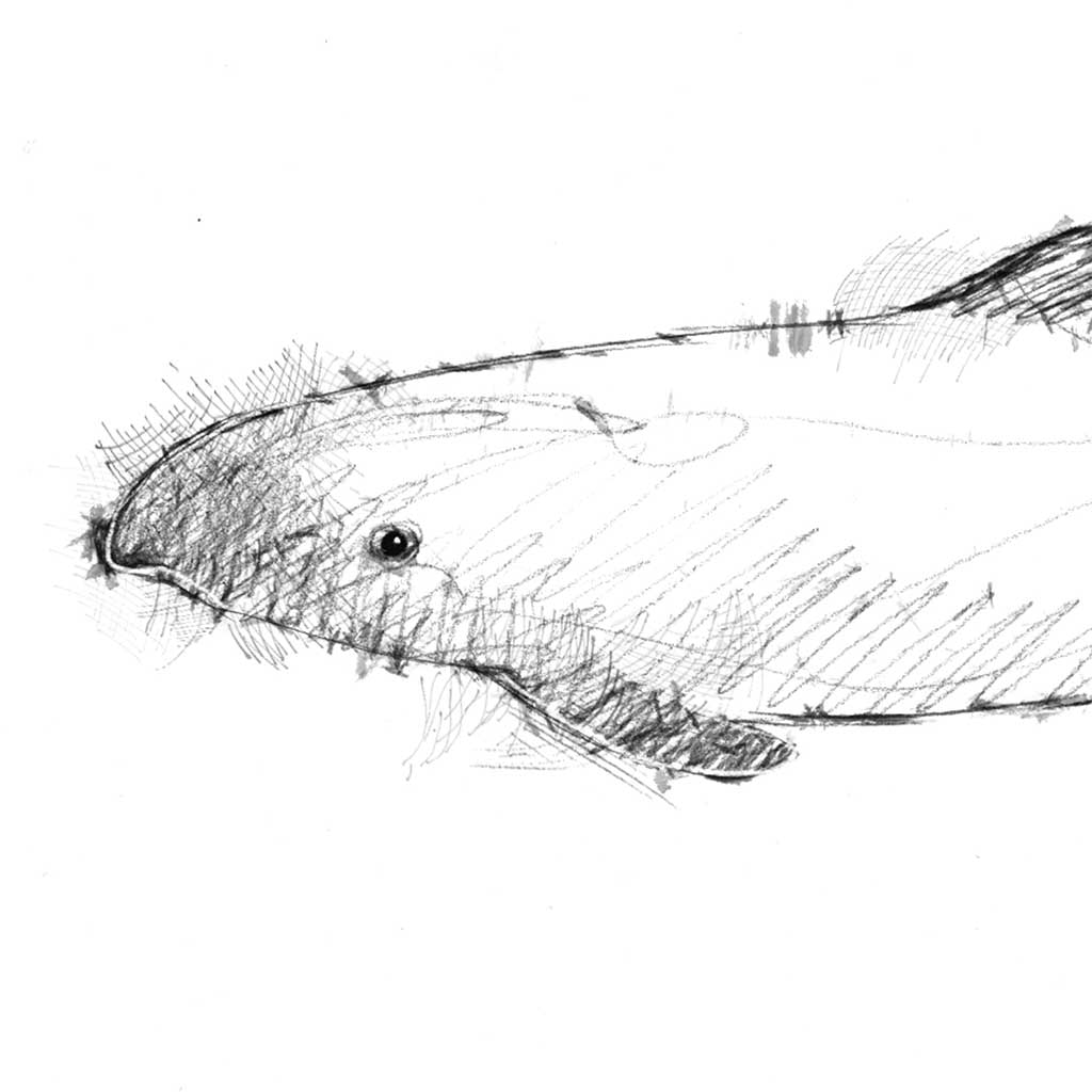 Harbour dolphin