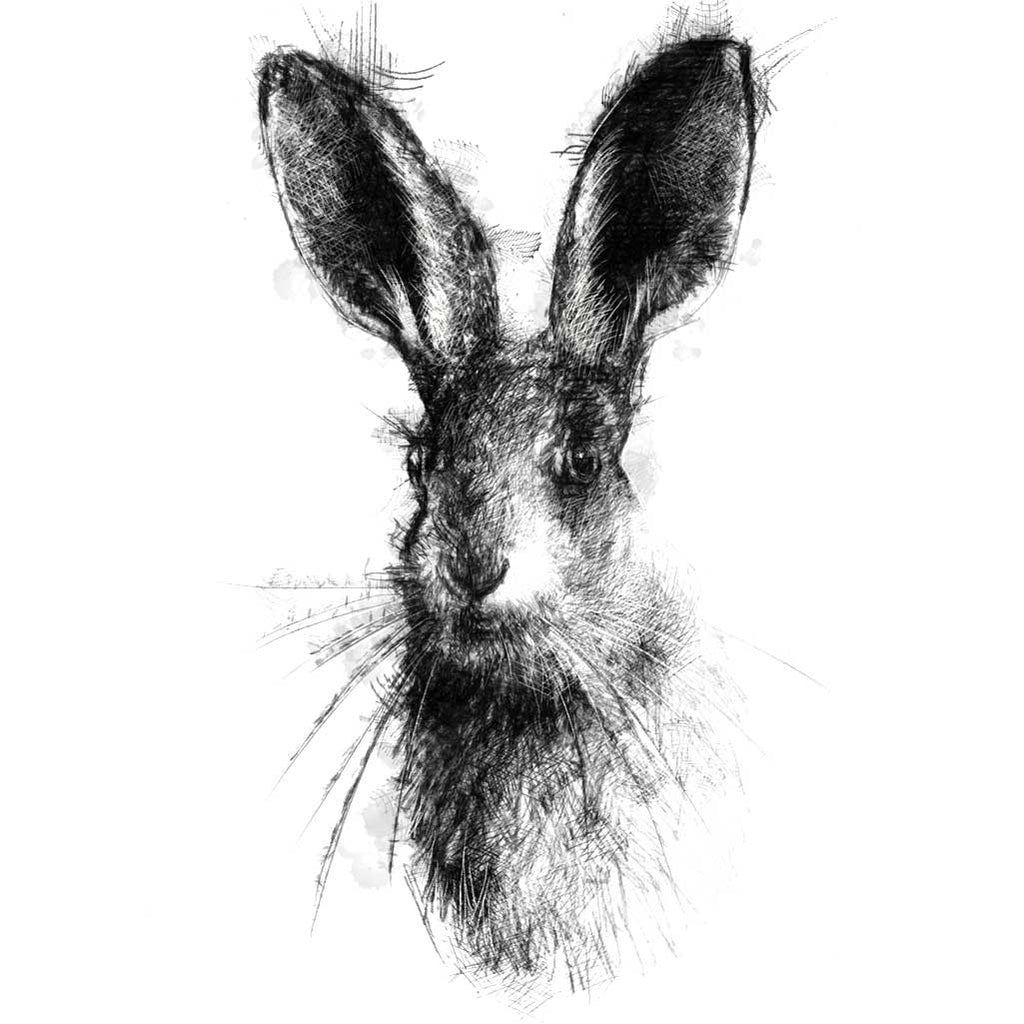 Brown hare