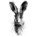 Brown hare