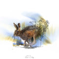 Brown hare colour