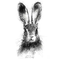 Brown hare