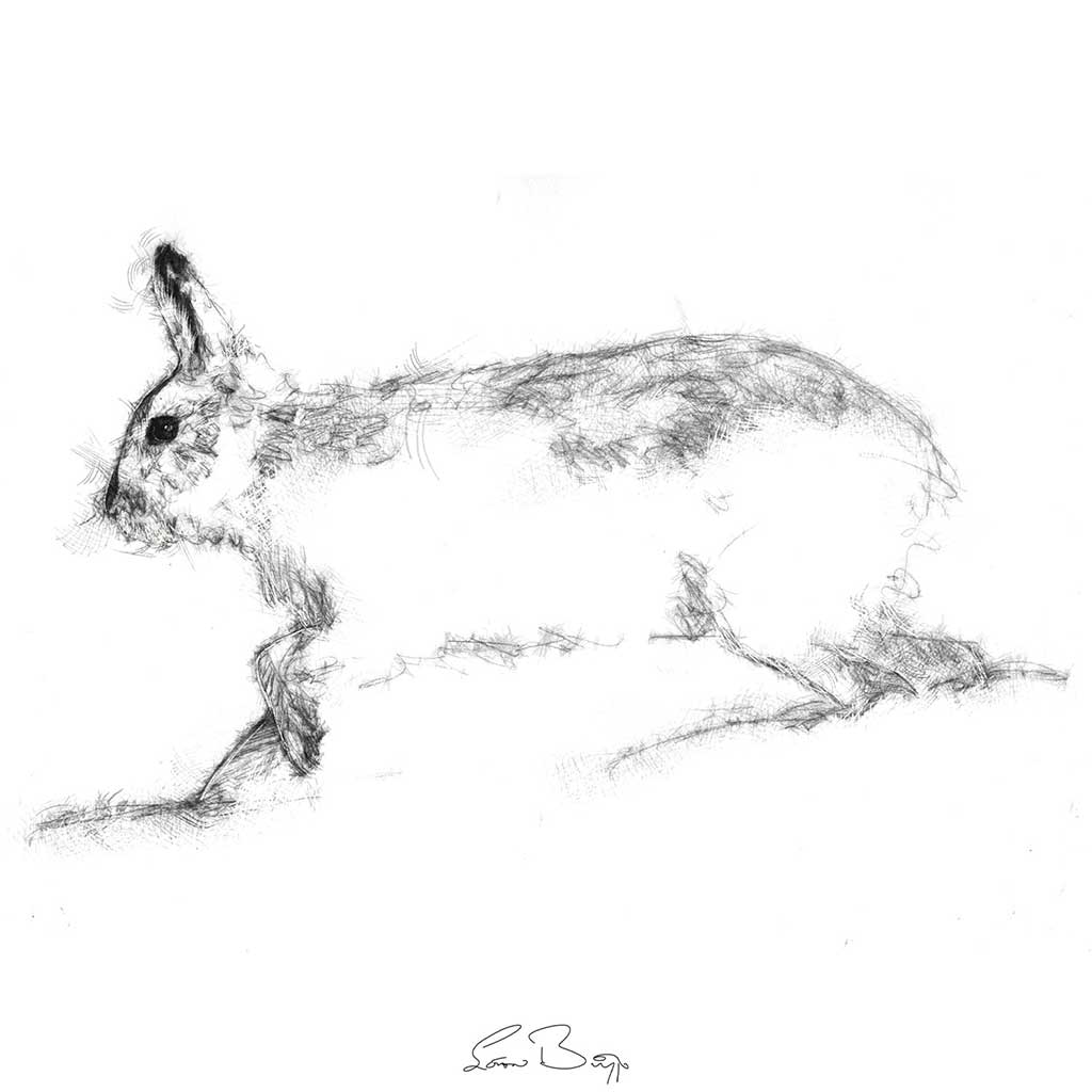 Mountain hare