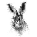 Brown hare