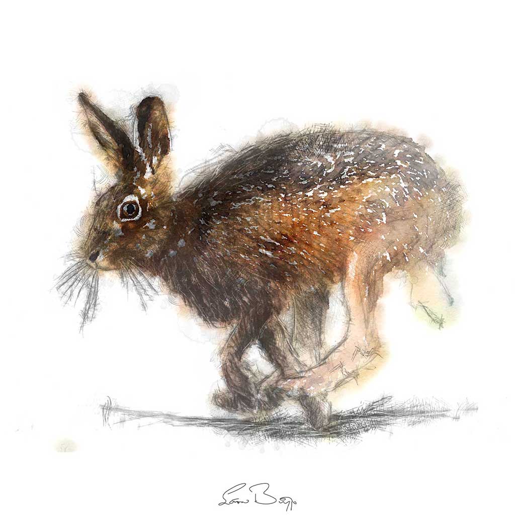 Brown hare colour
