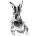 Brown hare
