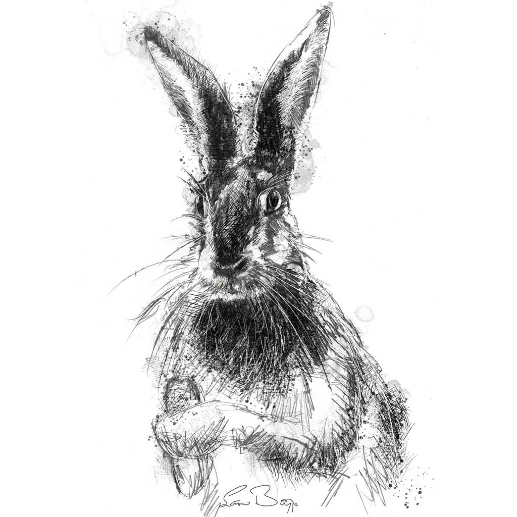 Brown hare