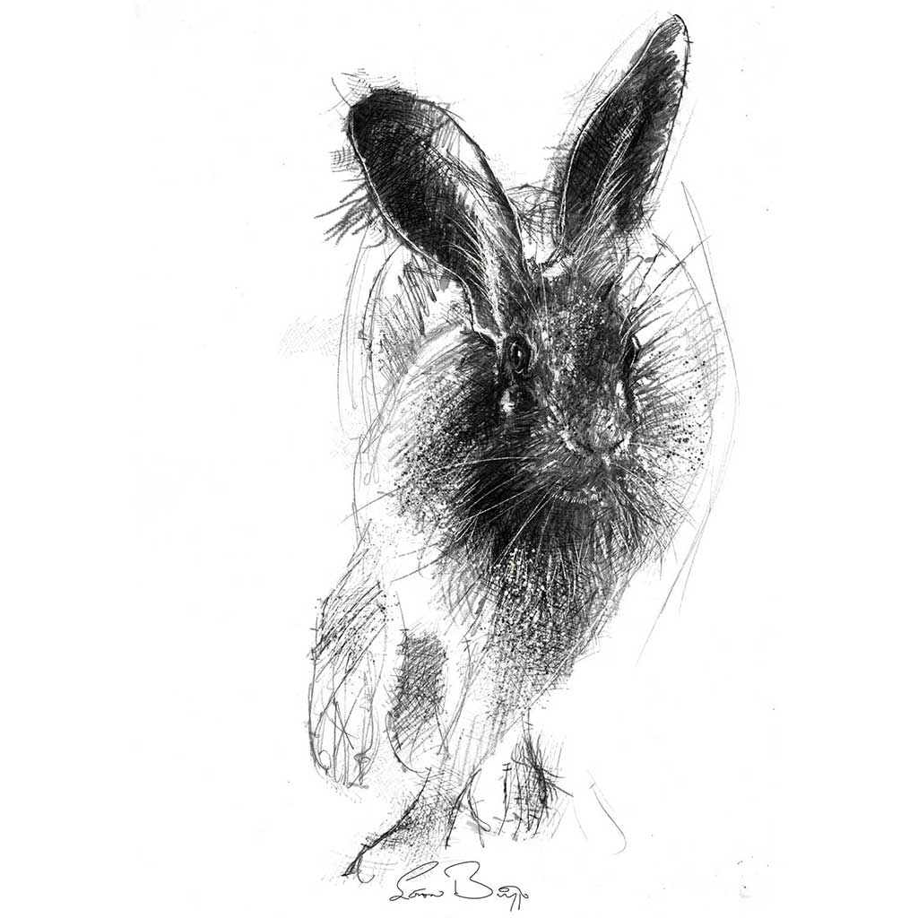 Brown hare