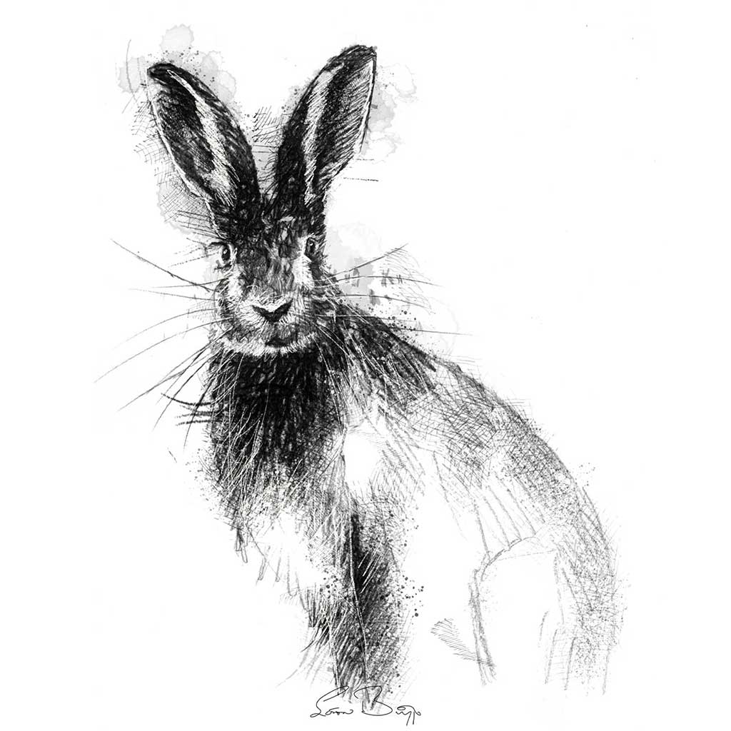 Brown hare