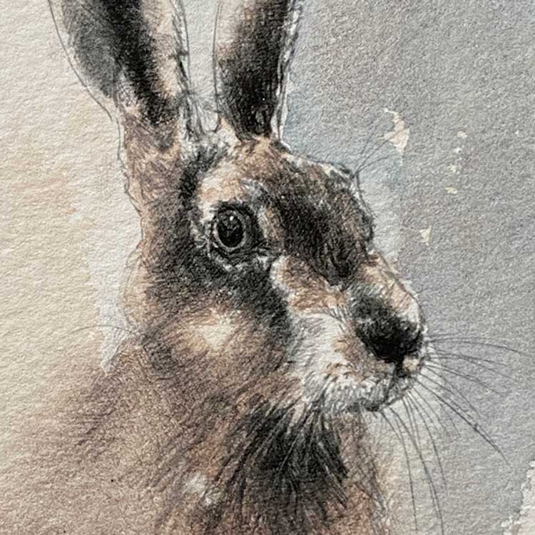 Hare mini sketch