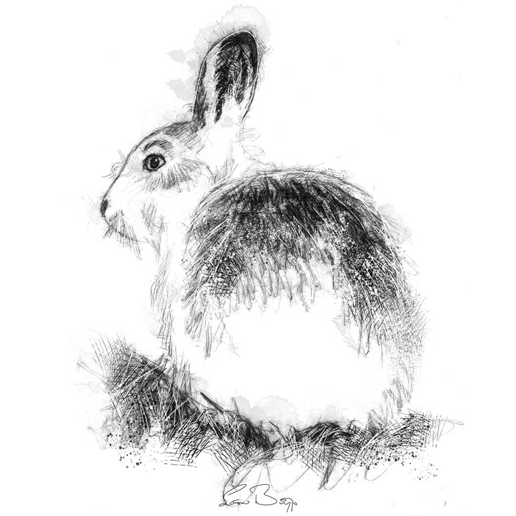 Mountain hare