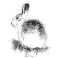 Mountain hare