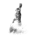 Brown hare