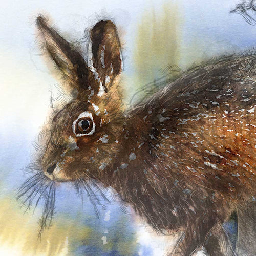 Brown hare colour