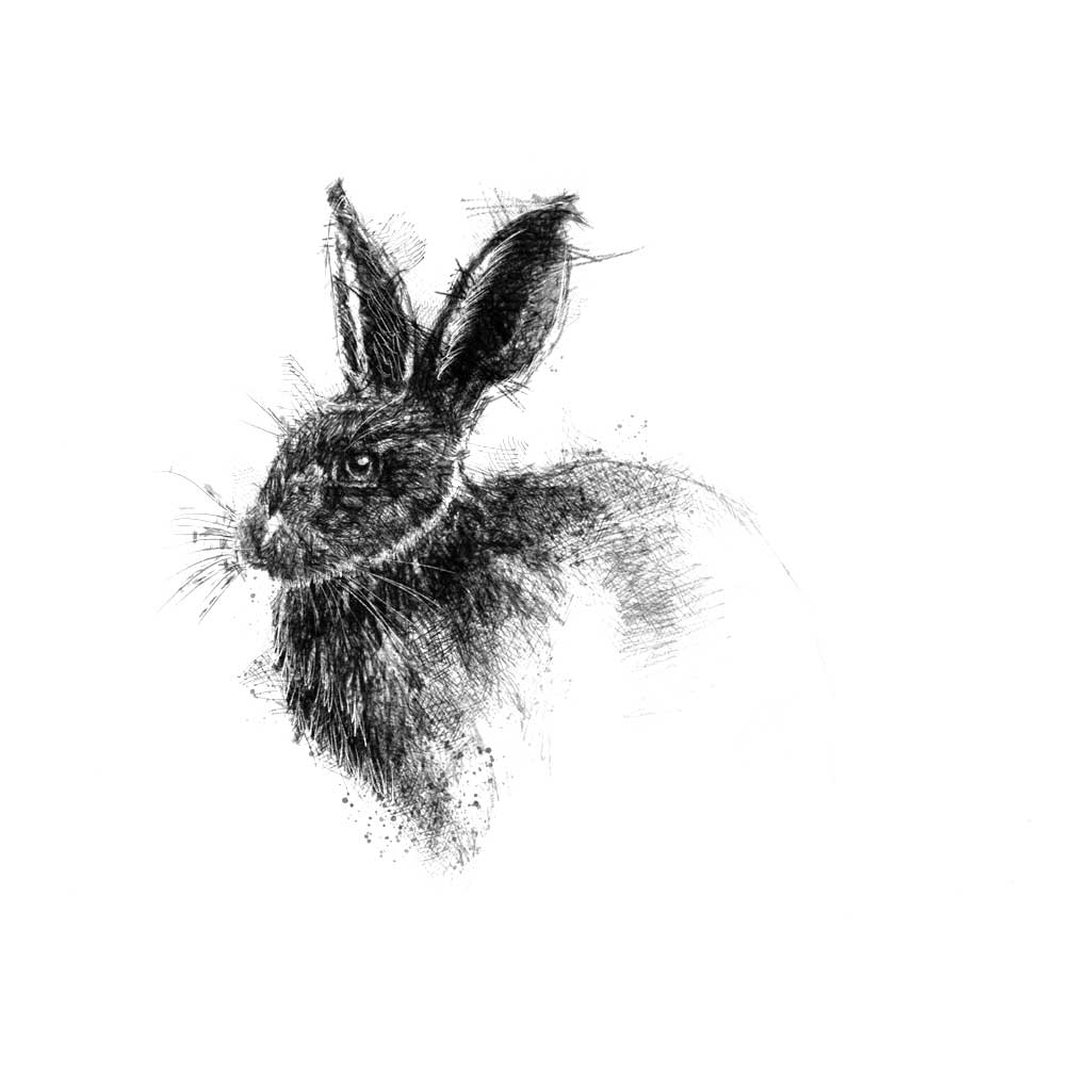 Brown hare