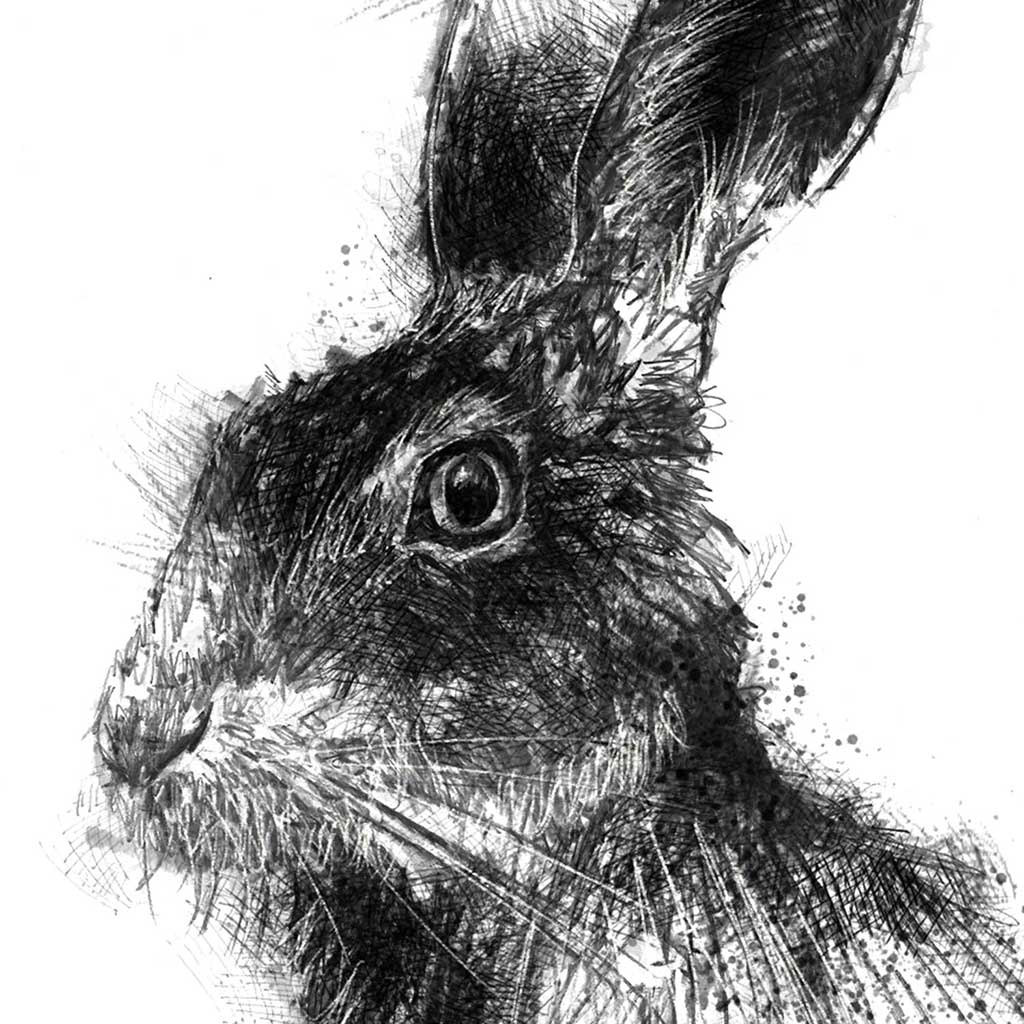 Brown hare