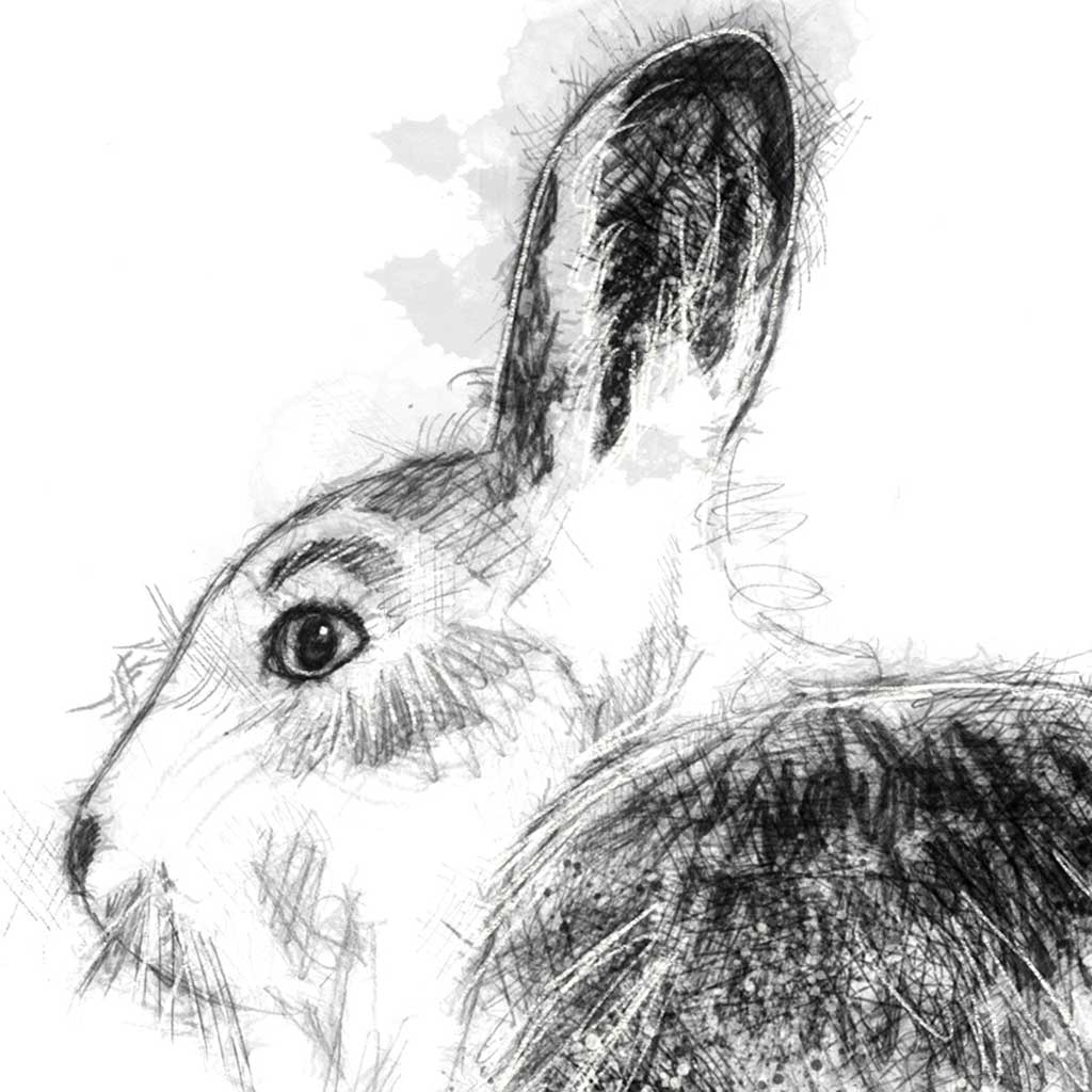 Mountain hare