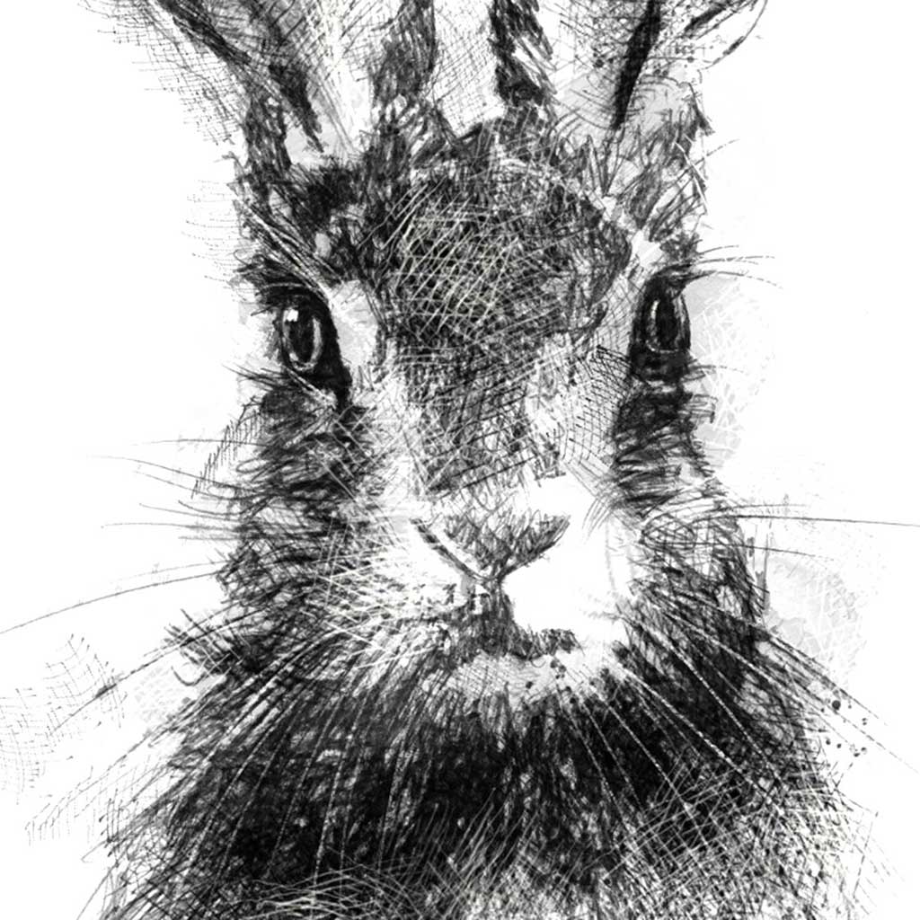 Brown hare