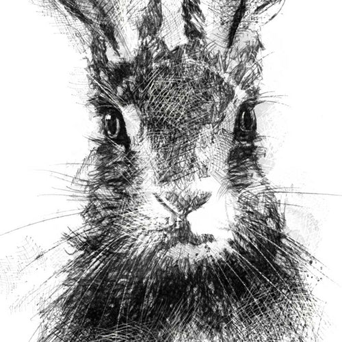 Brown hare