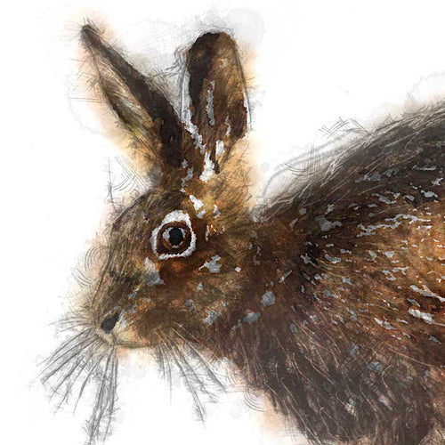 Brown hare colour
