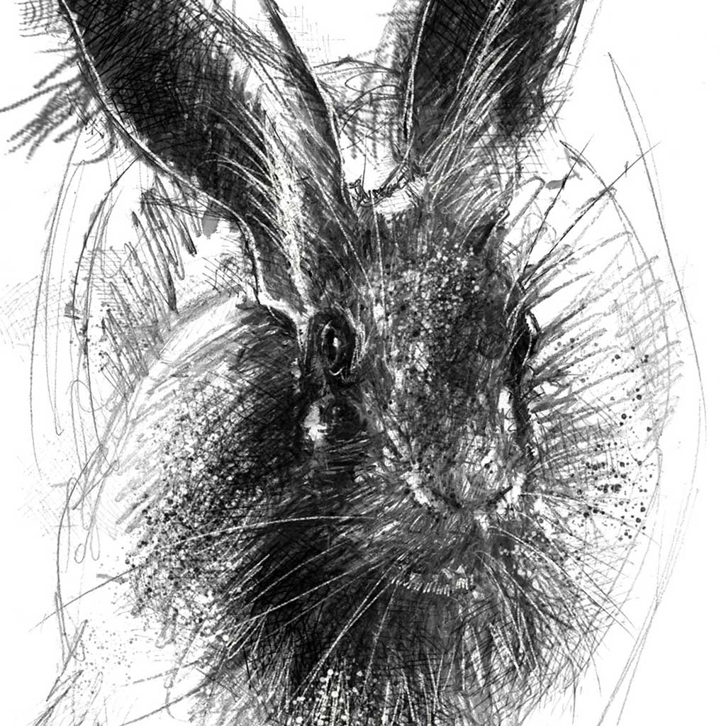 Brown hare