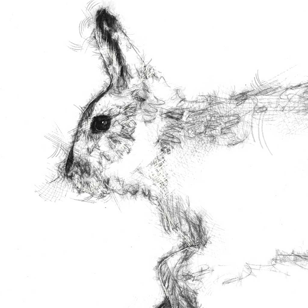 Mountain hare