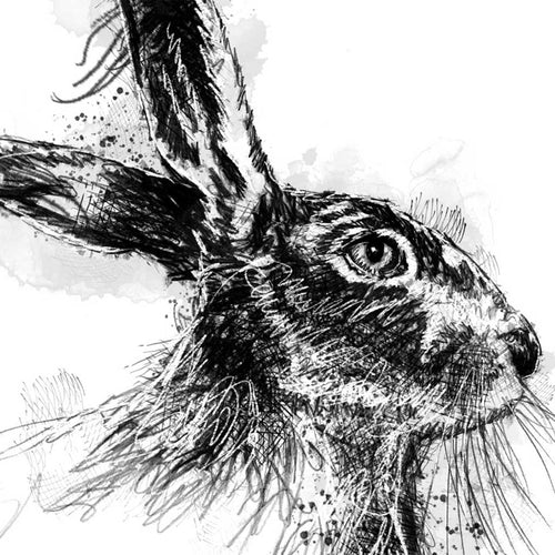 Brown hare