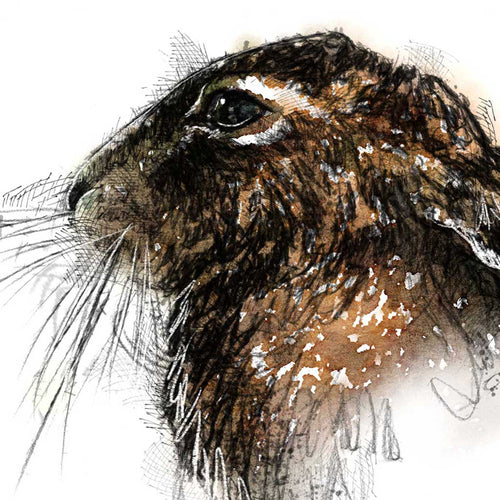 Brown hare settled