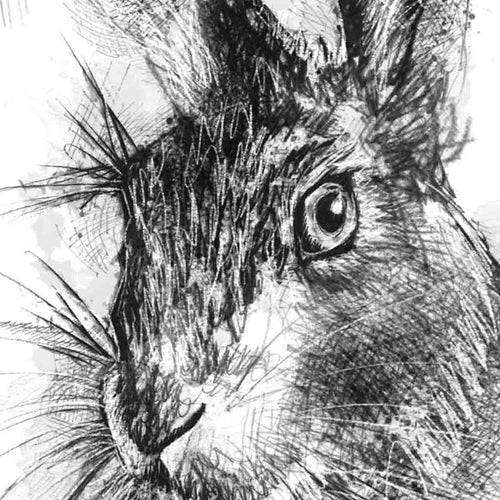 Brown hare