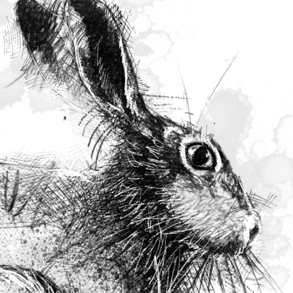 European hare