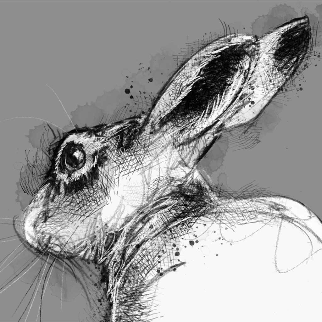 Hare resting