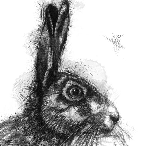 Brown hare