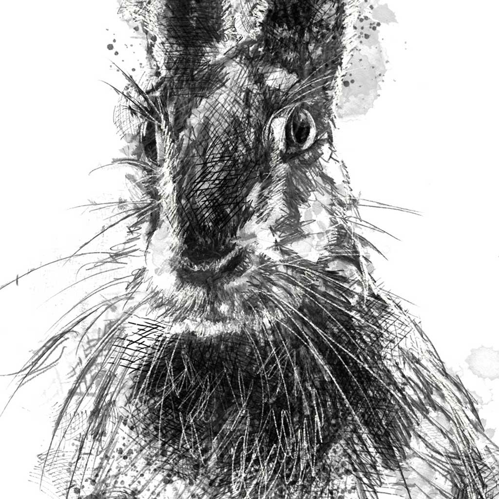 Brown hare