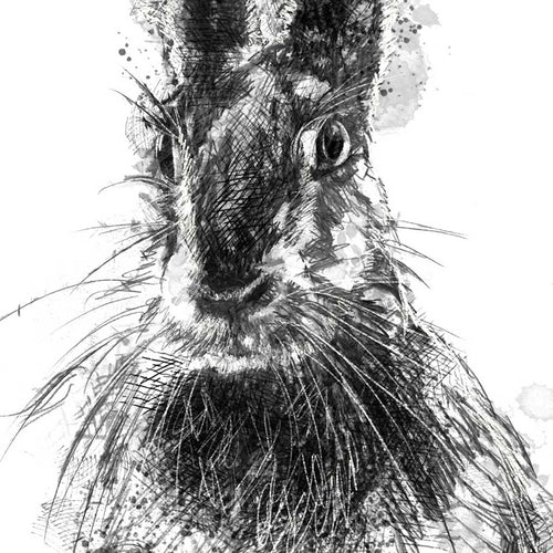 Brown hare