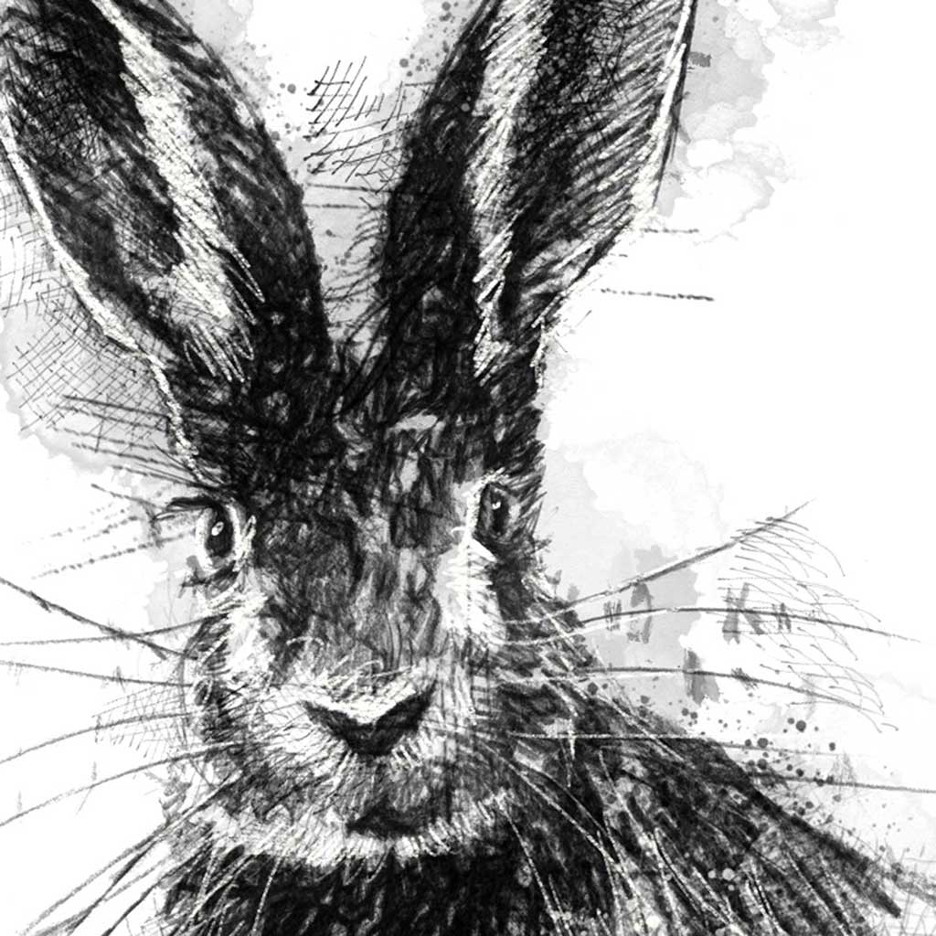 Brown hare