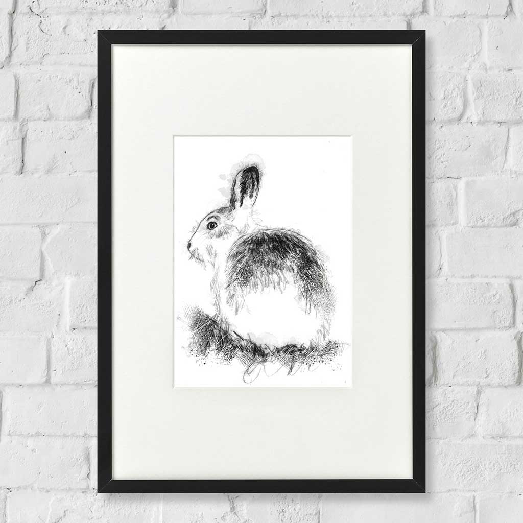 Mountain hare
