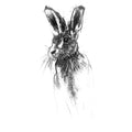 Brown hare